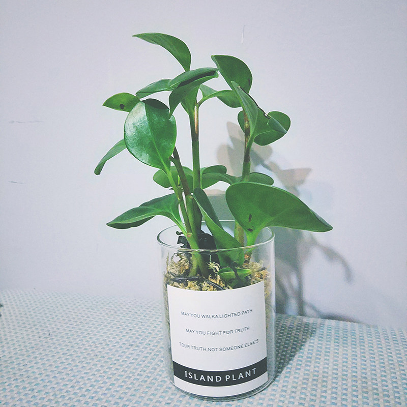 岛屿/玻璃植物盆栽 ins风袖珍椰子桌面绿植创意