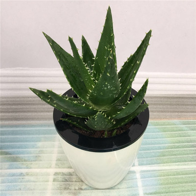 芦荟 办公室懒人盆 自吸水盆栽 绿植小盆栽 观叶植物盆景花卉包邮