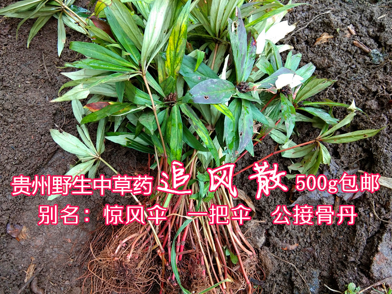 贵州中药材追风散500g 新鲜野生追风伞惊风伞破凉伞公接骨丹包邮
