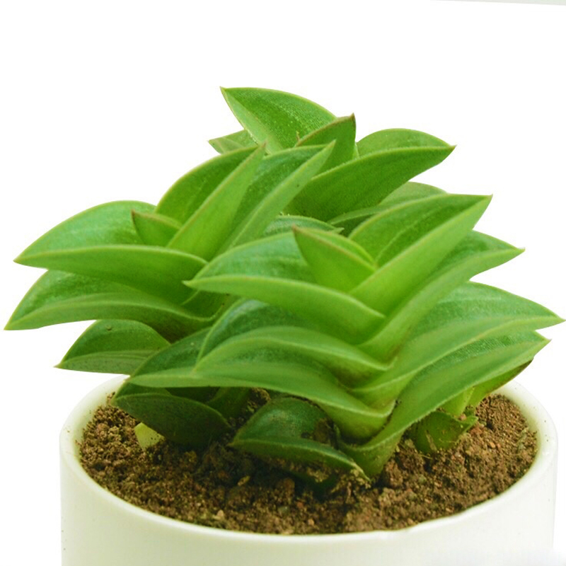 阳台植物盆栽 绿植_多肉植物一帆风顺办公室阳台防辐射净化空气萌肉肉