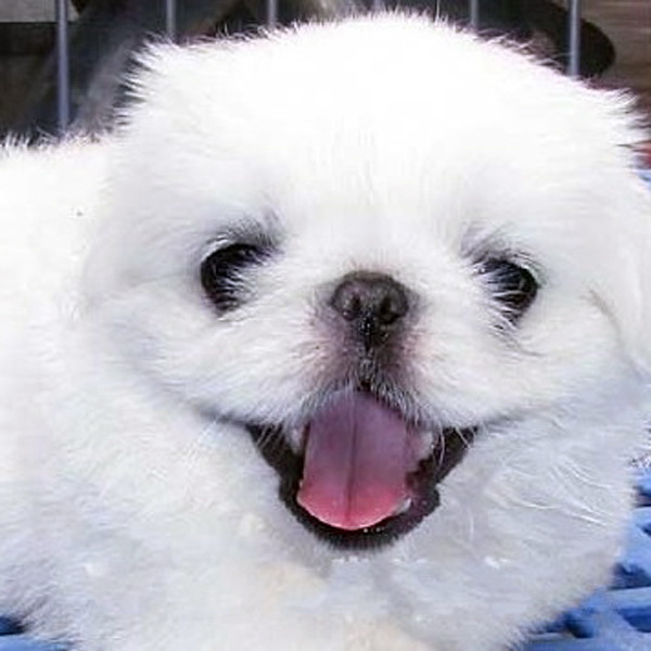 一折狮子狗 宠物 活体