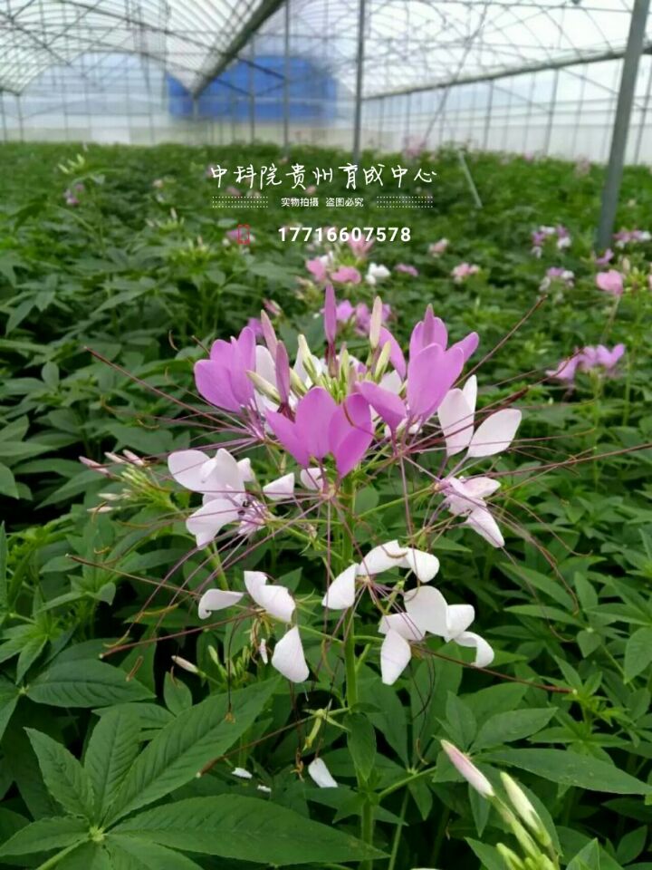 醉蝶花