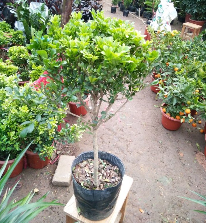 米兰盆栽 米兰花植物 室内客厅桌面绿植盆景 驱蚊虫 春季花卉绿植