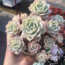 【雪域多肉一】_雪域多肉一图片_价格_一淘网