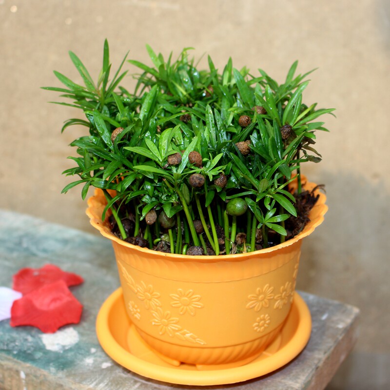 四季观赏绿植小苗罗汉松盆栽室内桌面盆景净化空气绿植四季常青