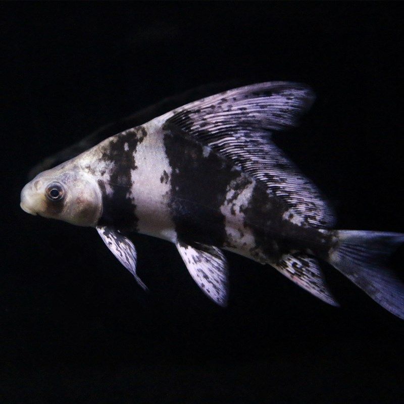 河蚌 杜氏珠蚌 扭蚌 丽蚌 矛蚌 三角蚌 鳑鲏鱼繁