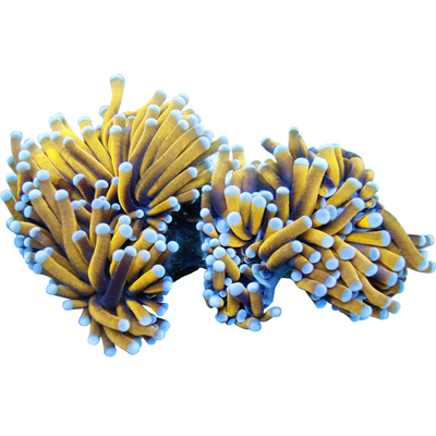 印尼绿头火柴头 海水珊瑚 小丑鱼 双色火柴头米粉活体必拍包装