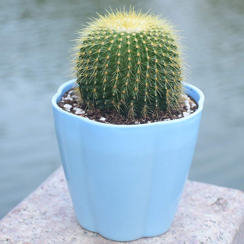 仙人球多肉植物组合仙人掌盆栽办公室桌面防辐射水培肉肉植物盆景