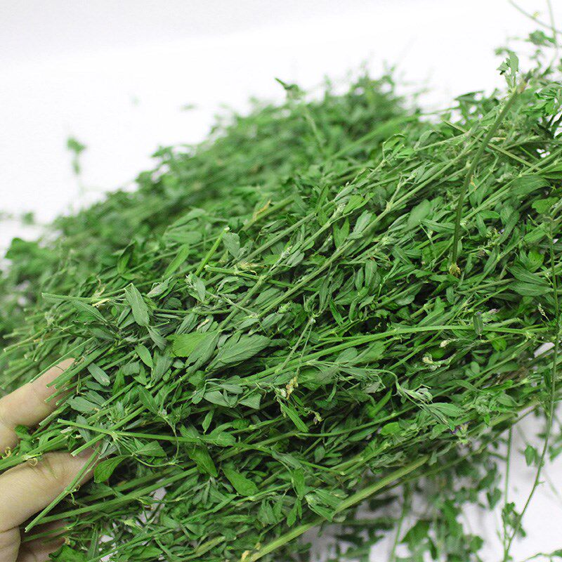 龙猫粮食 苜蓿草