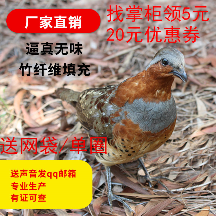 公母竹鸡标本 竹鸡假媒 竹鸡标本模型野山鸡标本鸡媒竹鸡野鸡包邮