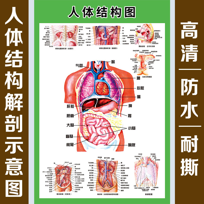 人体内脏解剖系统示意图医学宣传挂图彩色器官心脏结构图医院海报