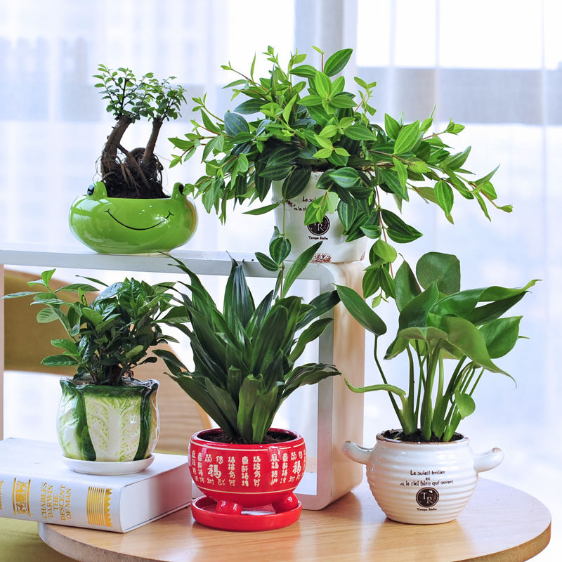 防辐射 卧室_富贵转运竹仙人球卧室盆栽仙人掌多肉植物肉肉绿植防辐射