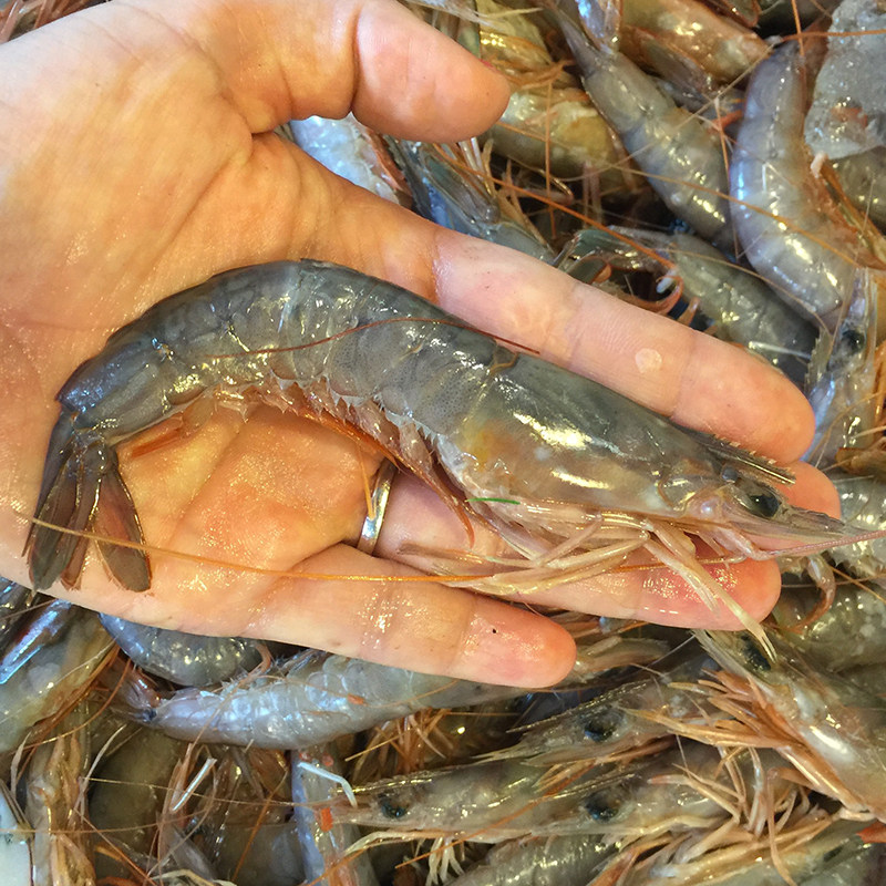 一折威海孙小乔海鲜_威海孙小乔海鲜鹰爪虾野生东海鲜活海捕沙虾毛虾