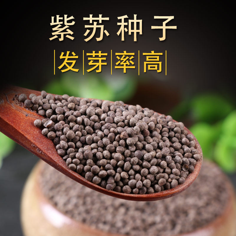 黄瓜种子高产耐寒包邮_苏子种子 纯新中药材种苗紫苏叶种子盆栽春播