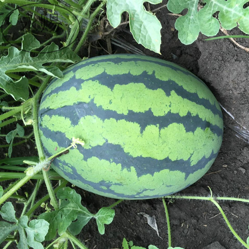 大田 盖世甜王红壤大西瓜种 脆甜 易种高产花皮椭圆杂交西瓜种子