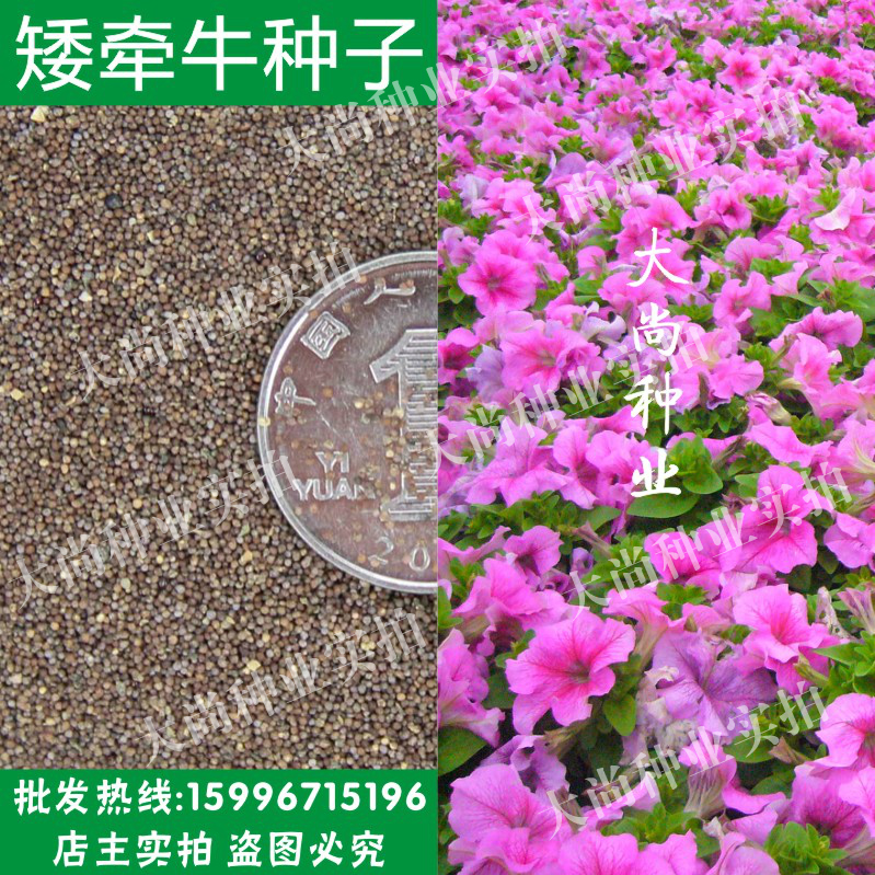 散装矮牵牛种子批发 碧冬茄 毽子花 进口矮喇叭花种子 番薯花四季