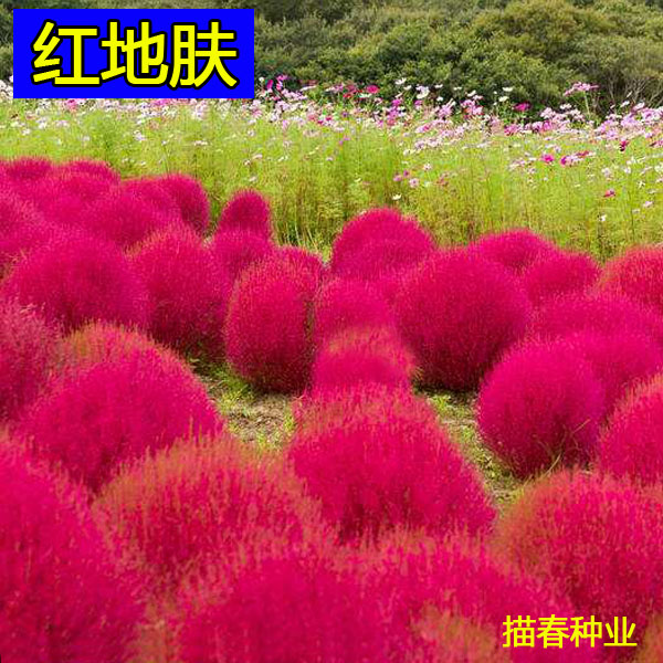 新品室外春夏天易种红叶绿叶地肤草种子四季易活庭院公园花草种籽图片