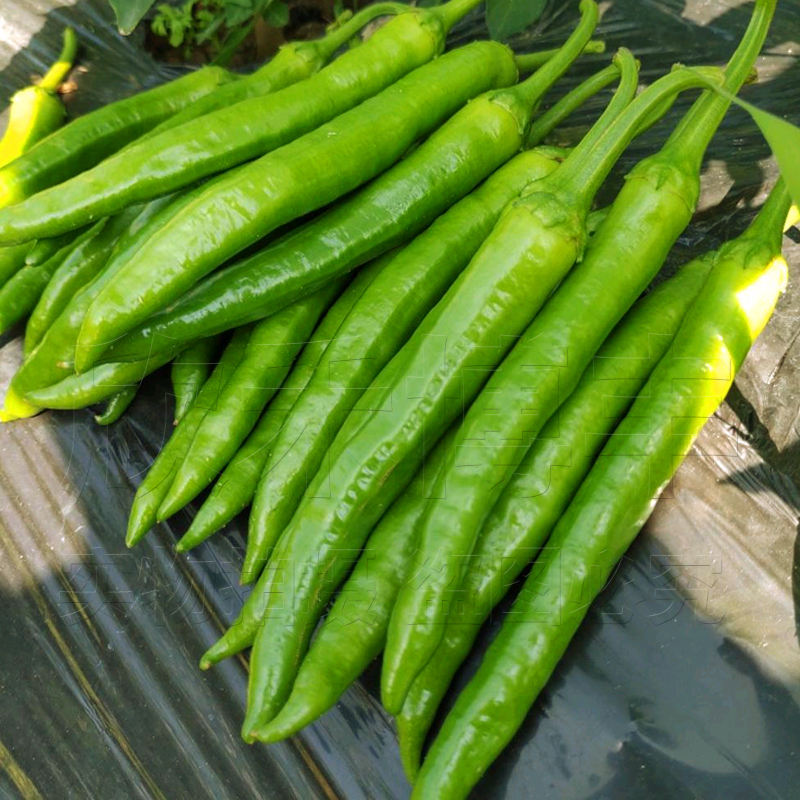蔬菜种子四季阳台_杭椒种籽春季早熟杭椒一号种子伟辣四季阳台盆栽