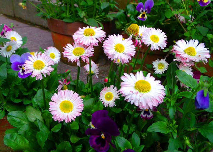 小雏菊种子 花卉种子抗寒 阳台庭院香草盆栽菊花驱蚊四季夏季种子