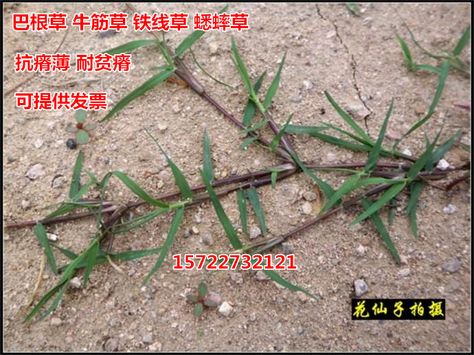 巴根草 铁线草 蟋蟀草 防水土流失种子 固土护坡 护坡种子四季青