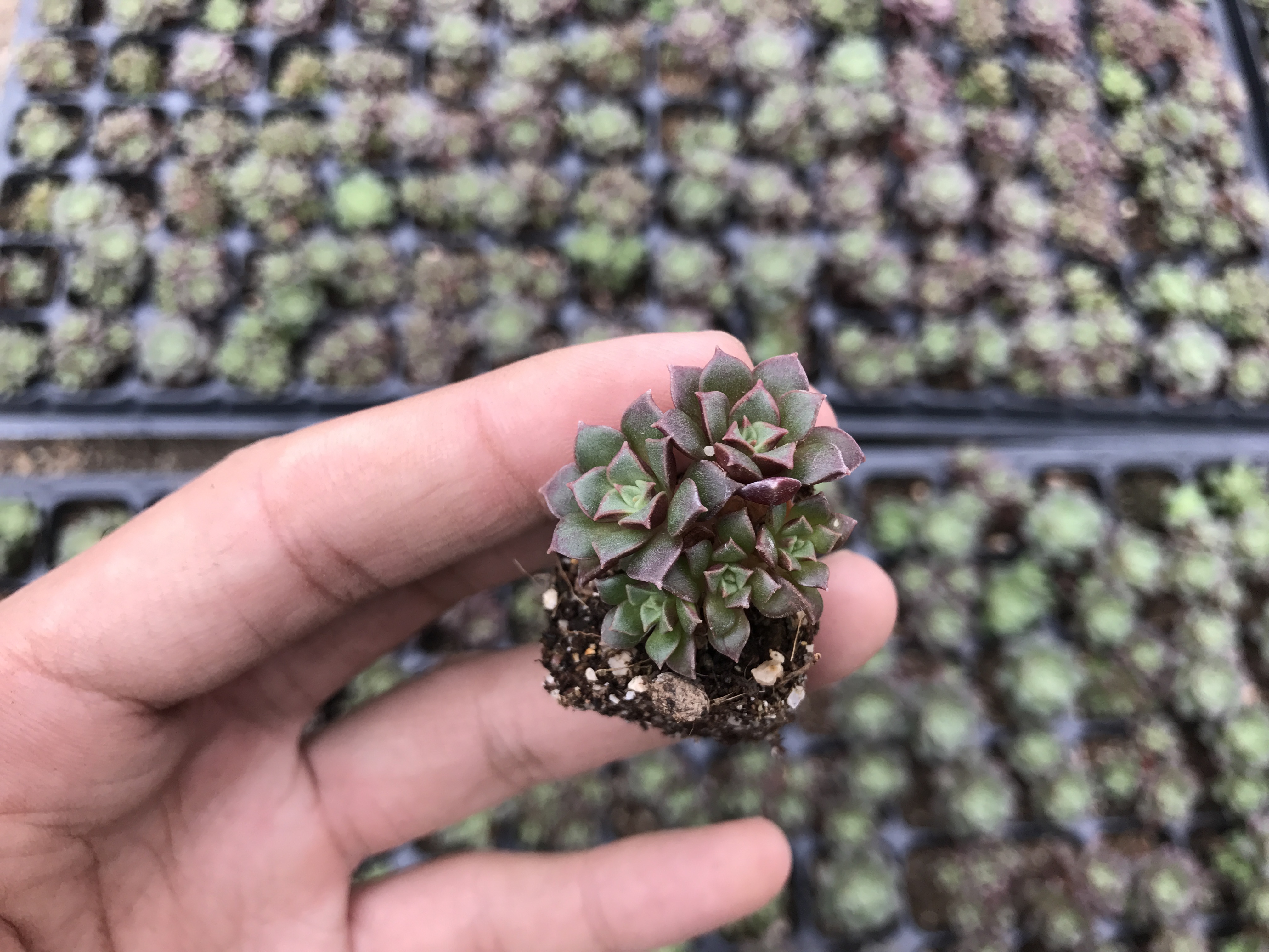 罗西玛 多肉 多肉植物 展大娘
