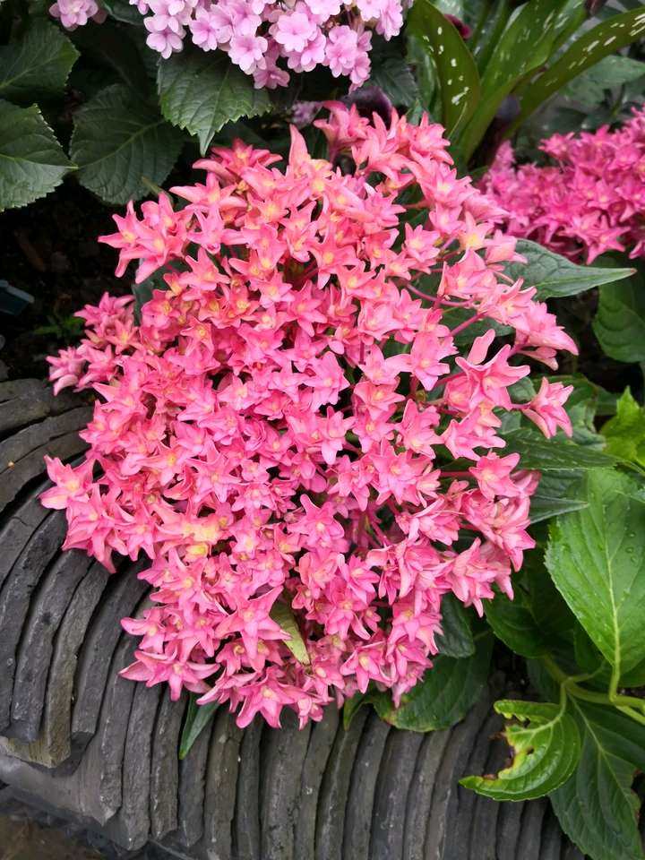 大花重瓣绣球花苗盆栽 许愿星 银河 双子座 花手鞠 缘月月季园