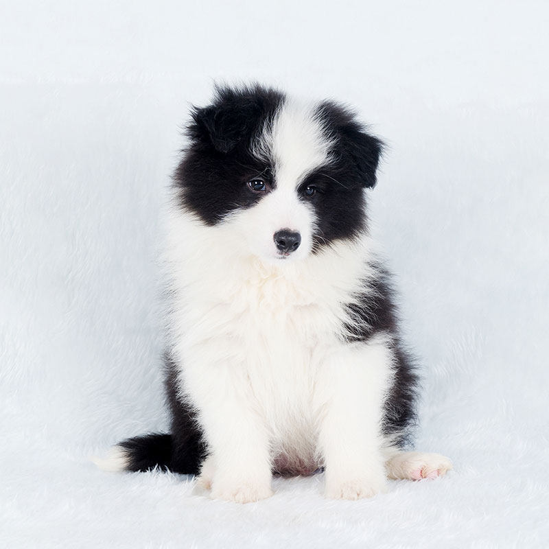 淘宠宝纯血犬冠军直子送保险 比熊犬宠物狗狗活体比熊纯种幼犬 公