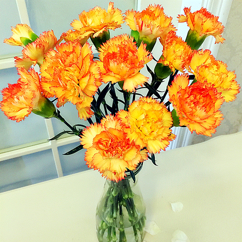 云南昆明空运康乃馨鲜花直发花束鲜切花家庭插花生日同城速递