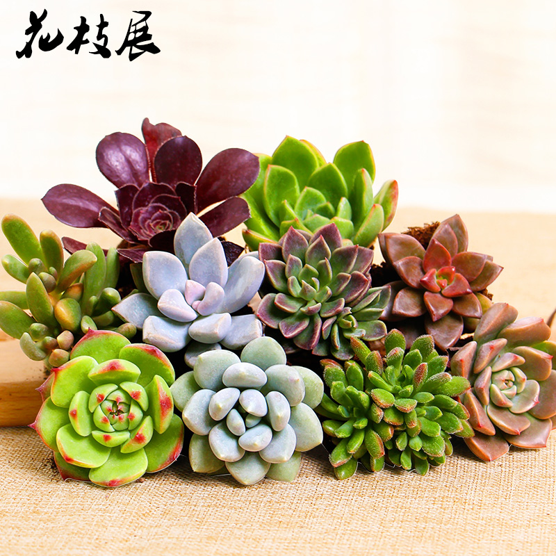 多肉植物新手套餐 组合
