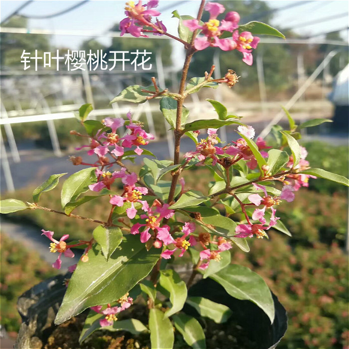 美家园艺 针叶樱桃 姬樱桃 花开如紫薇 果似樱桃春夏秋花开不 断