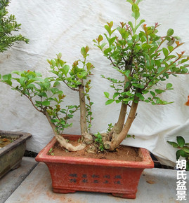 古桩红豆杉盆景