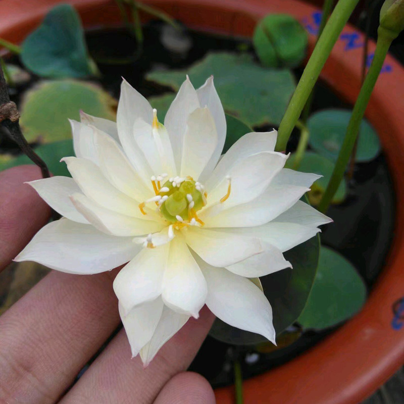 睡莲花碗莲荷花水培套餐水生花卉室内盆栽绿植物四季种植当年开花_双
