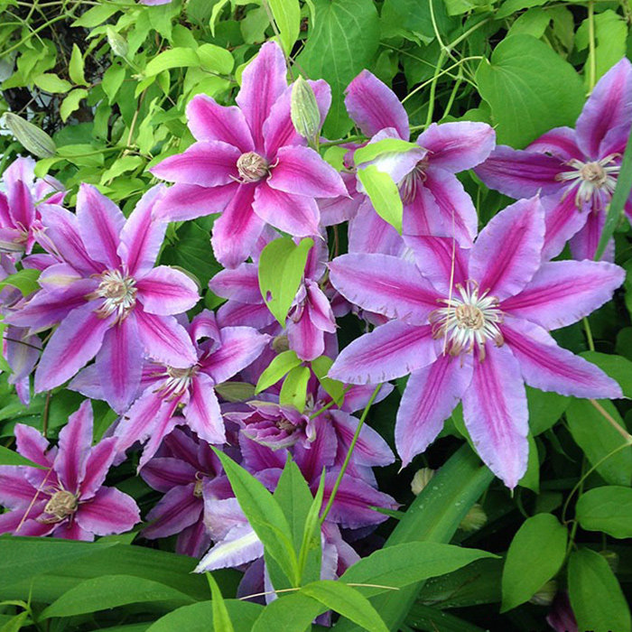 虹越铁线莲条纹组 p14盆栽苗 仙女座等 家庭阳台庭院爬藤花卉植物