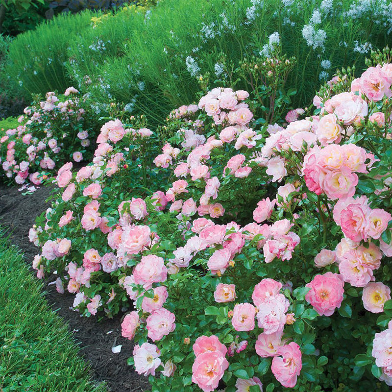 花草笈丨"懒人月季"——绝代佳人系列