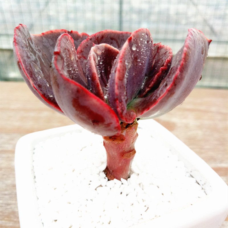 大瑞蝶老桩大颗大瑞蝶多肉植物老桩大株肉肉