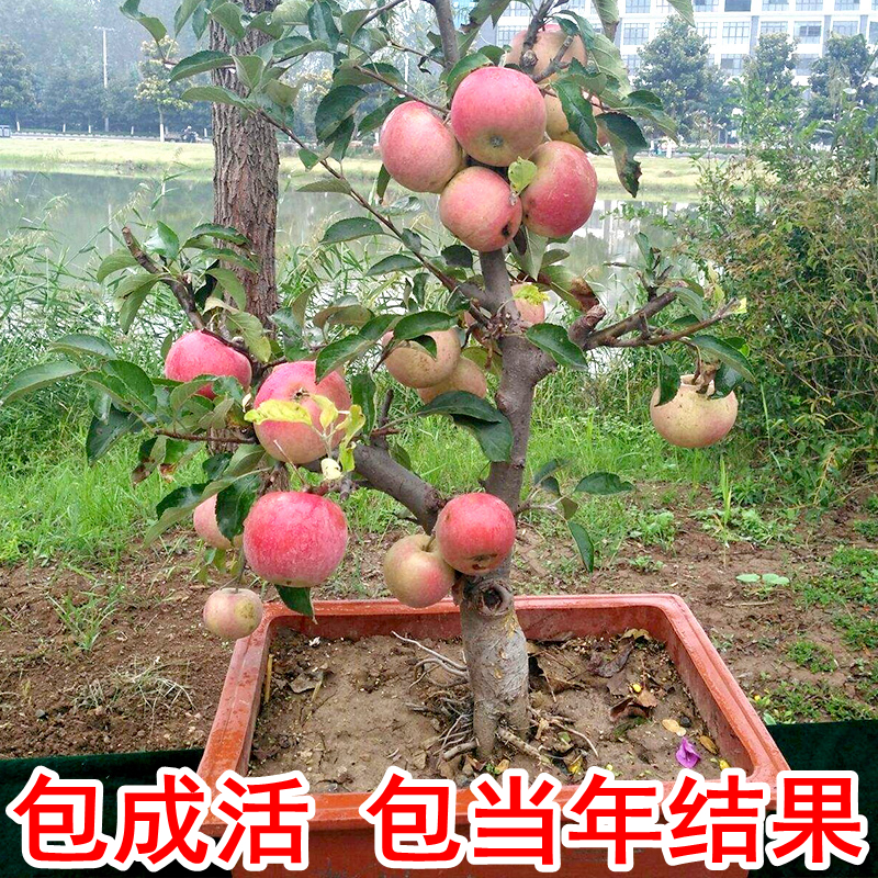 苹果苗苹果树苗北方种植地栽红肉红心苹果盆栽苹果树盆景带果