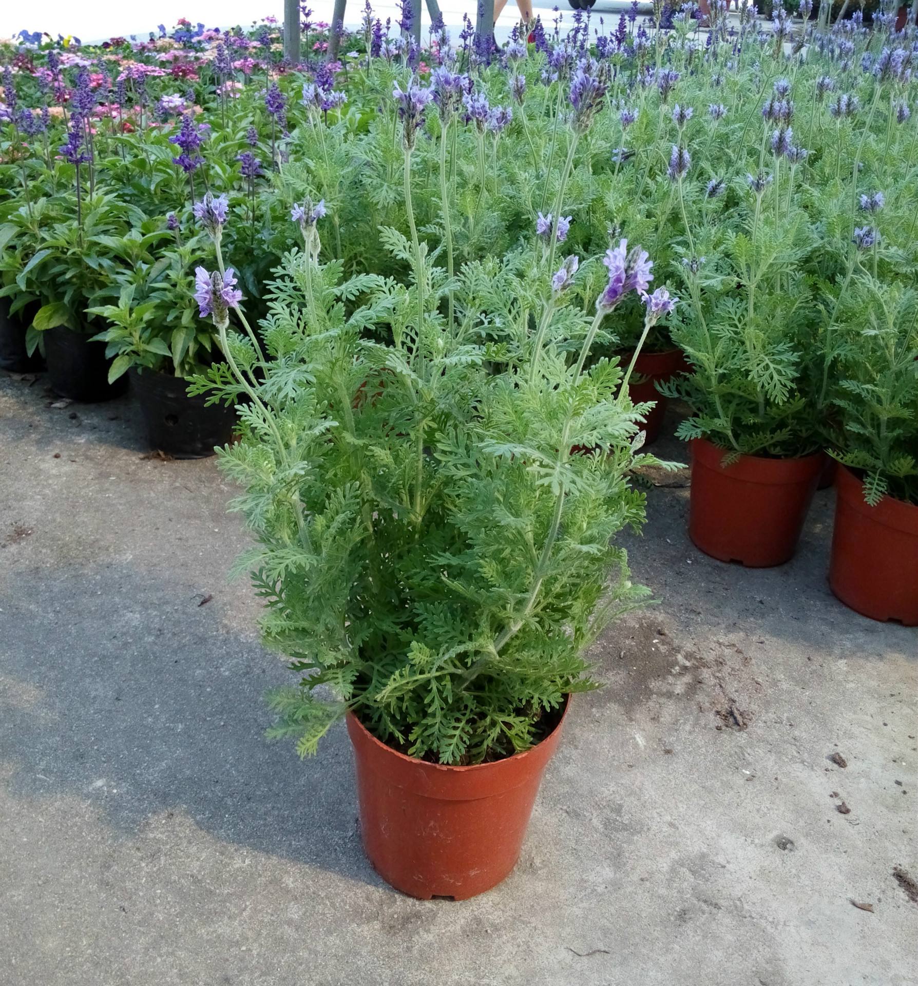 薰衣草盆栽办公室内桌面阳台绿植苗草植物花卉