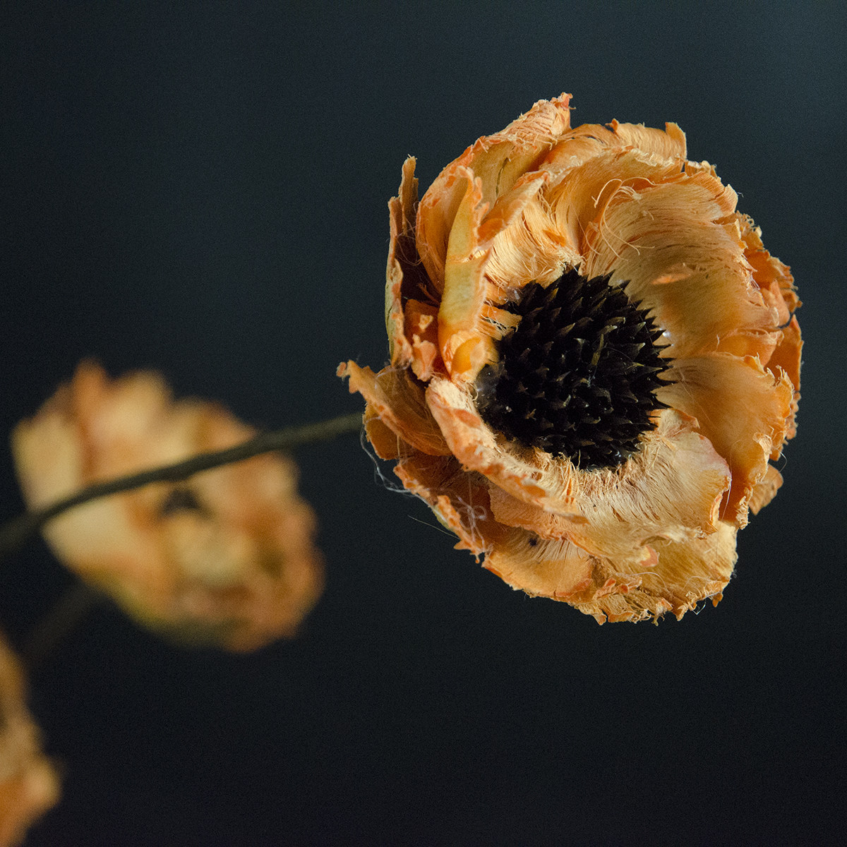 虞美人 干花客厅装饰花橱窗摆件干花纯手工干花摆放花艺装饰品