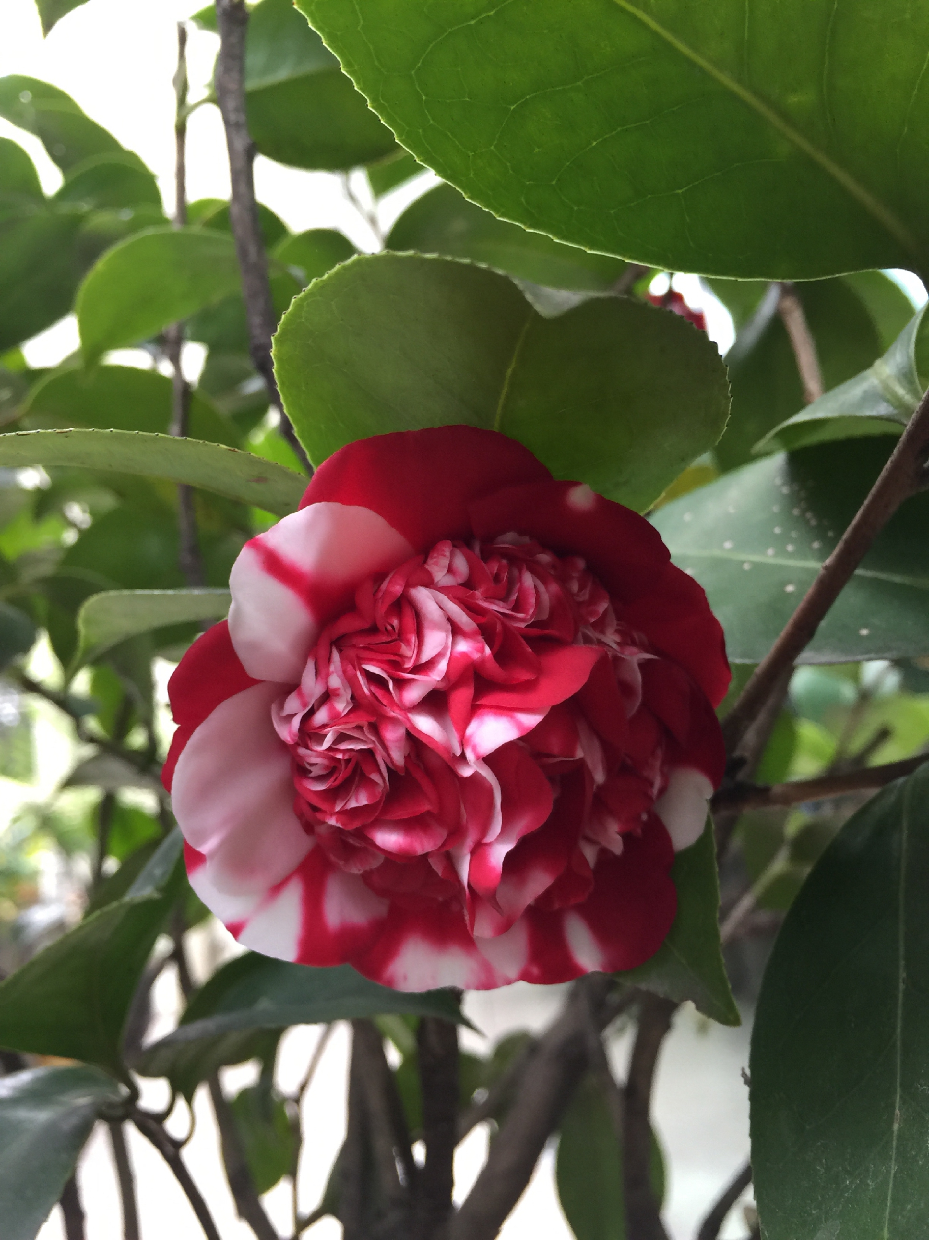 花佛鼎茶花 花佛顶茶花名品茶花盆栽精品品种茶花苗带