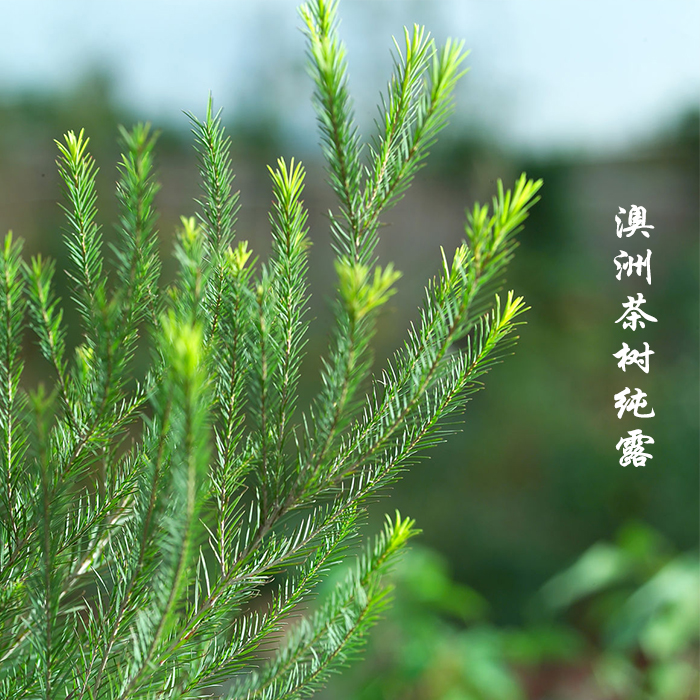 热销澳洲茶树纯露