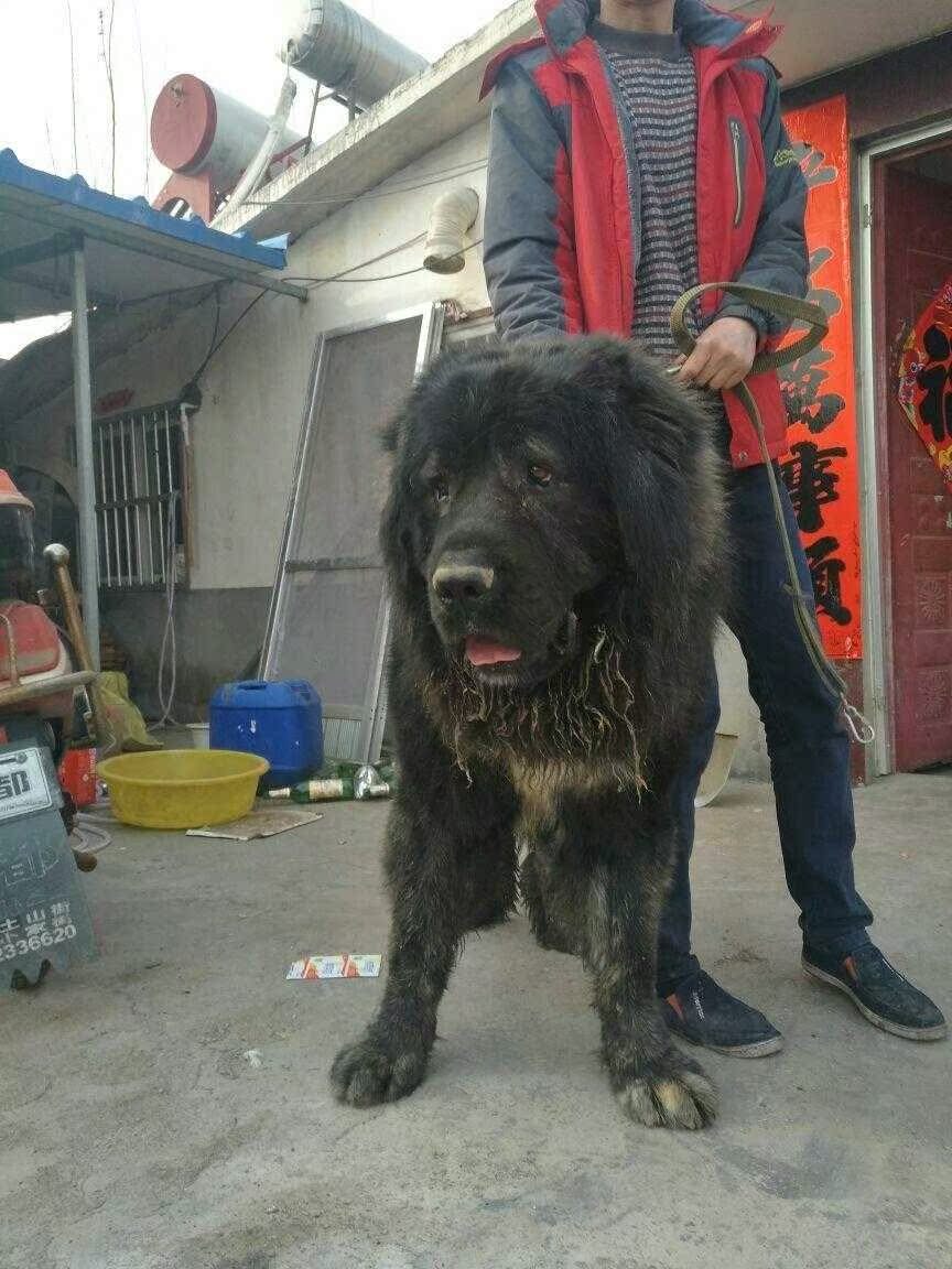 大型犬活体大额优惠券