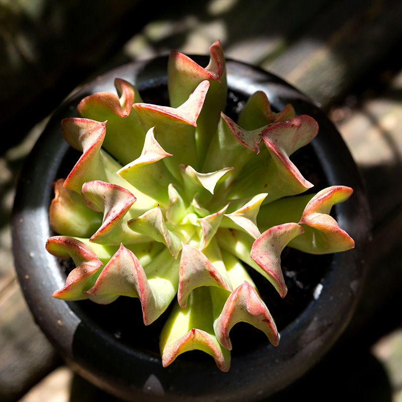 一折稀有花_黑鹰多肉植物稀有肉肉植物办公室桌面阳台组合盆栽花陌派