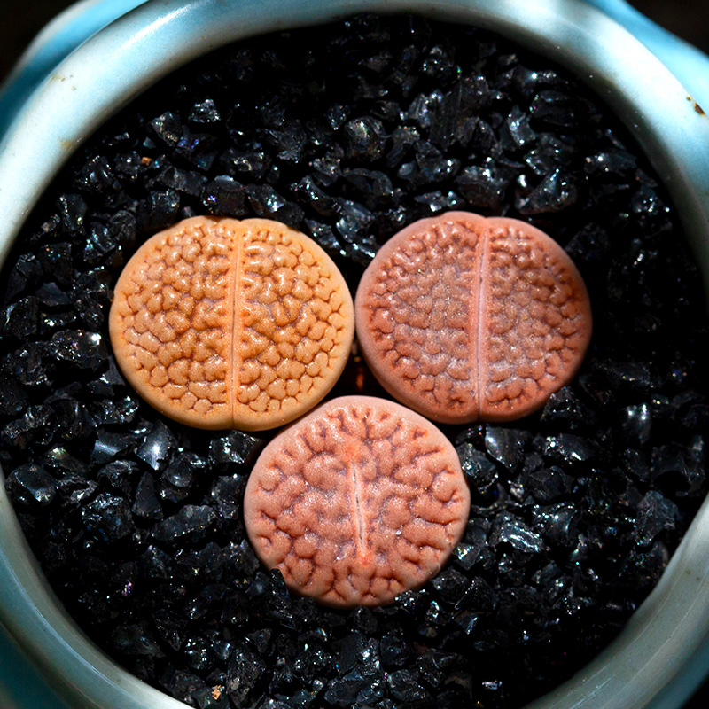 热销生石花多肉_富贵玉生石花大多肉植物超萌肉肉盆栽屁屁花办公室花