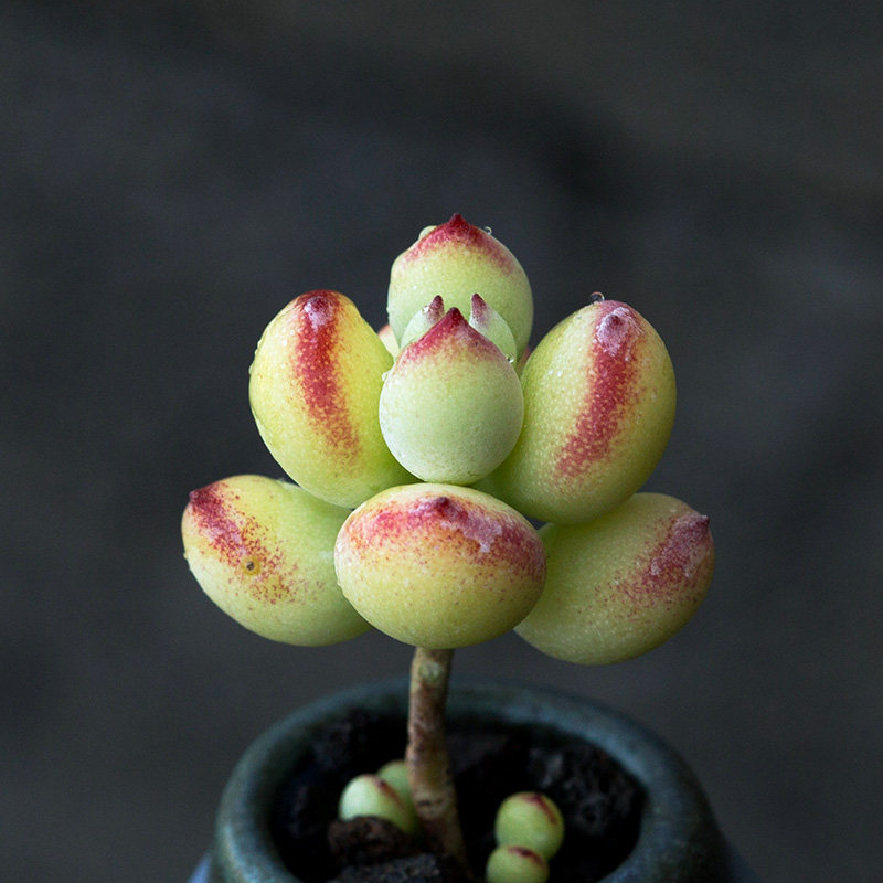 达摩福娘多肉小盆栽