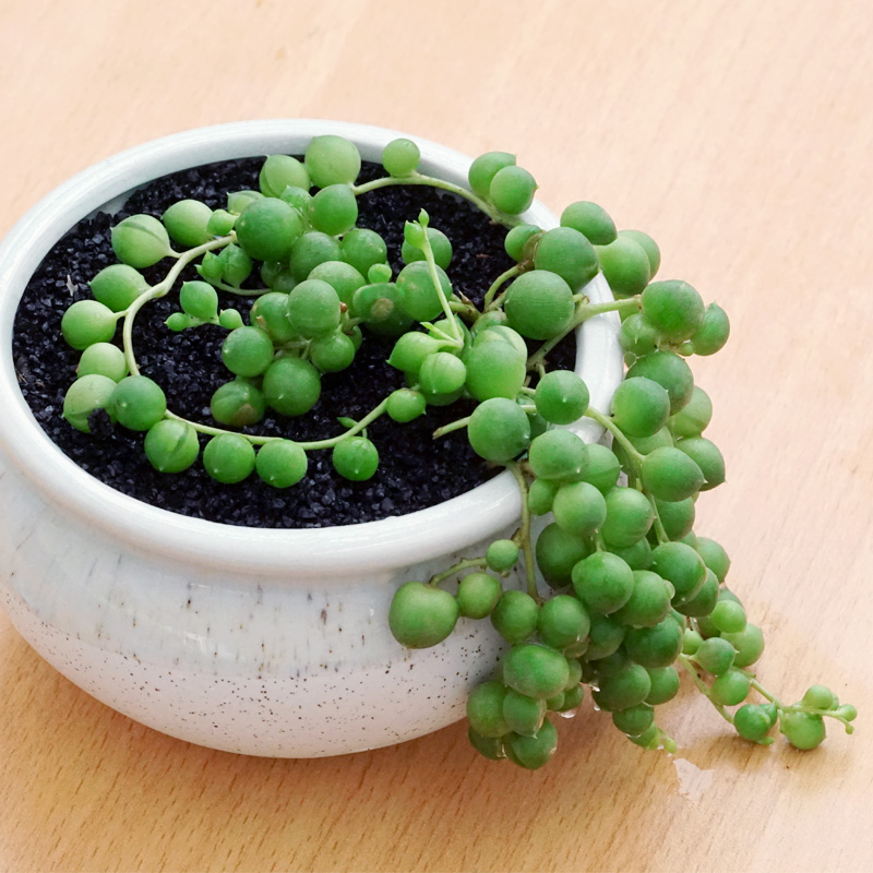 佛珠多肉植物