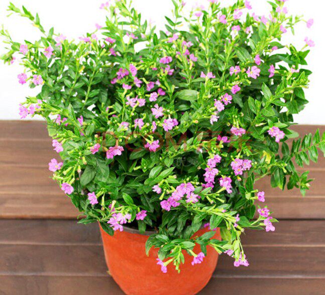 四季常青开花不断室内客厅阳台桌面绿植满天星苗盆栽植物带花发货