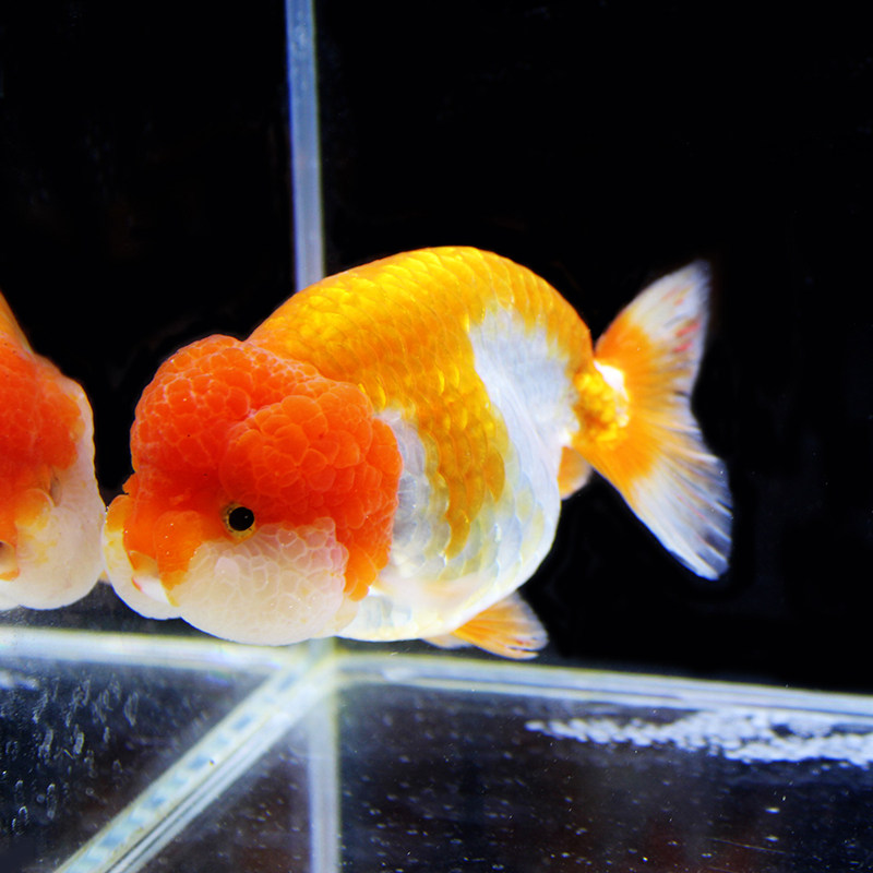 鱼活体 冷水 水族_精品红白兰寿金鱼活体 淡水鱼冷水类 中国粹蓝寿