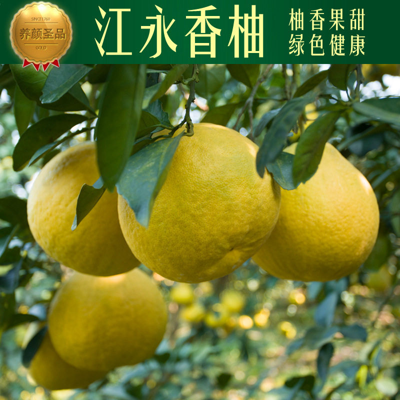 一折江永沙田柚_柚子新鲜水果江永香柚湖南特产纯甜沙田柚5斤2个装