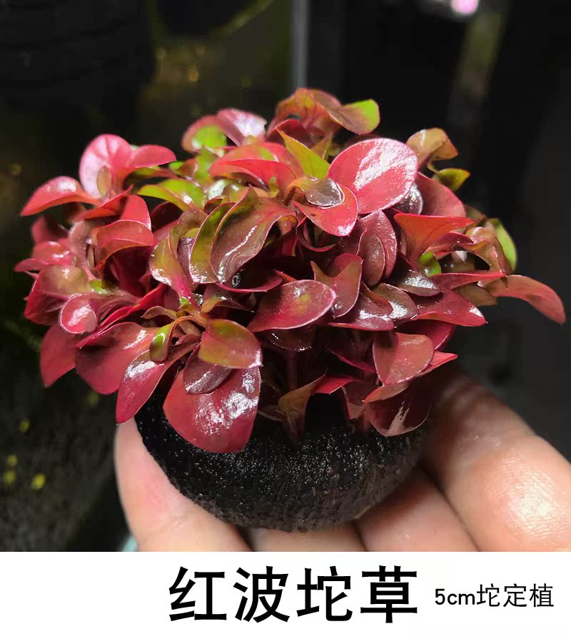 活体水草坨草前景_鱼缸造景懒人水草活体水草 红波坨草 红色中景 前景