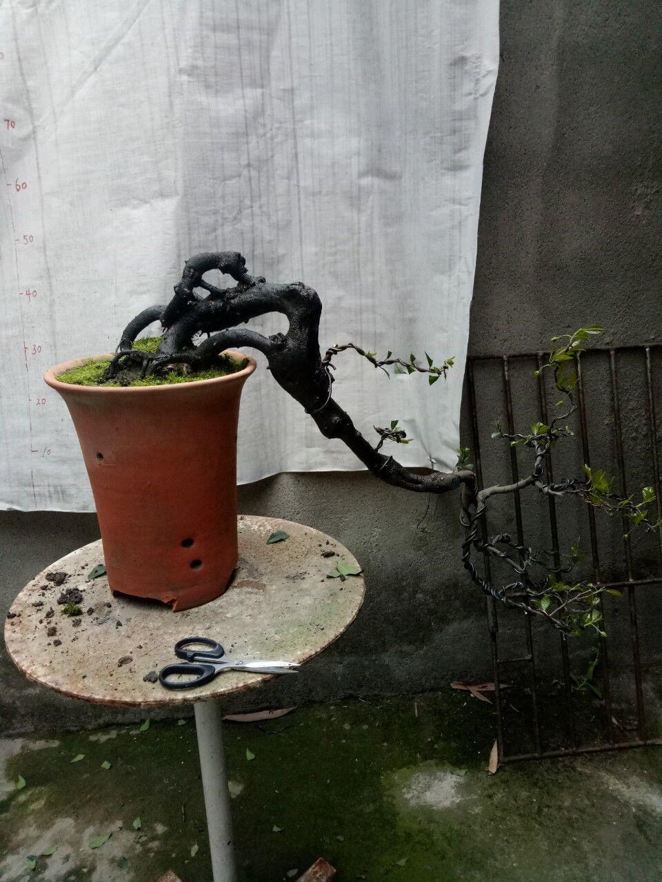 盆栽植物 室内花4-6元_金弹子练手桩 老桩盆景 黑塔子瓶兰花绿植盆栽